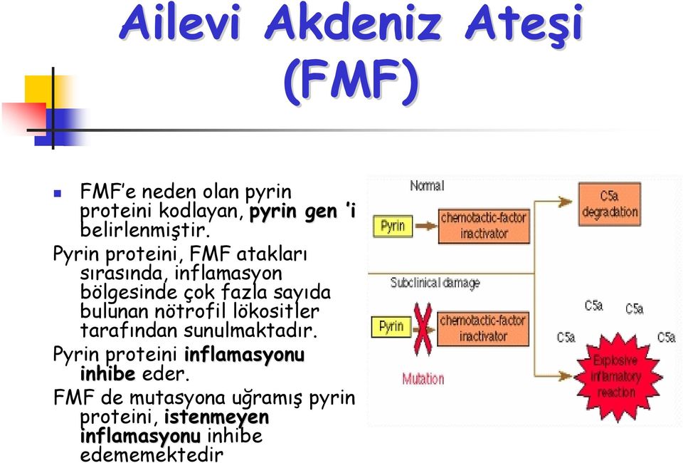 Pyrin proteini, FMF atakları sırasında, inflamasyon bölgesinde çok fazla sayıda bulunan