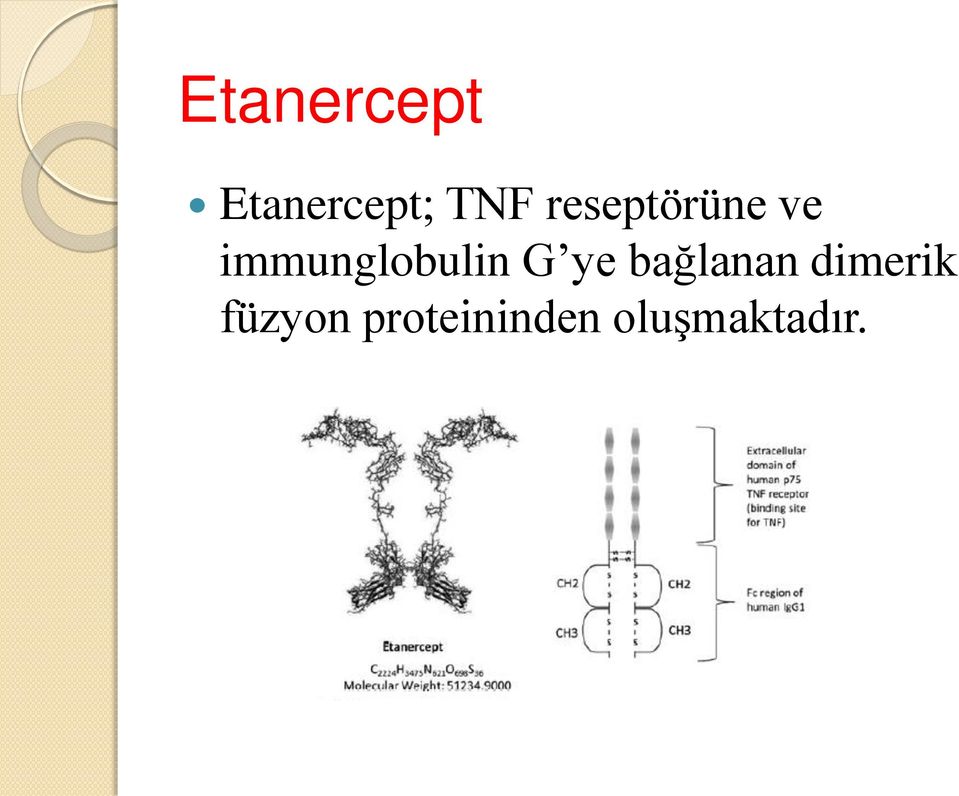 immunglobulin G ye bağlanan