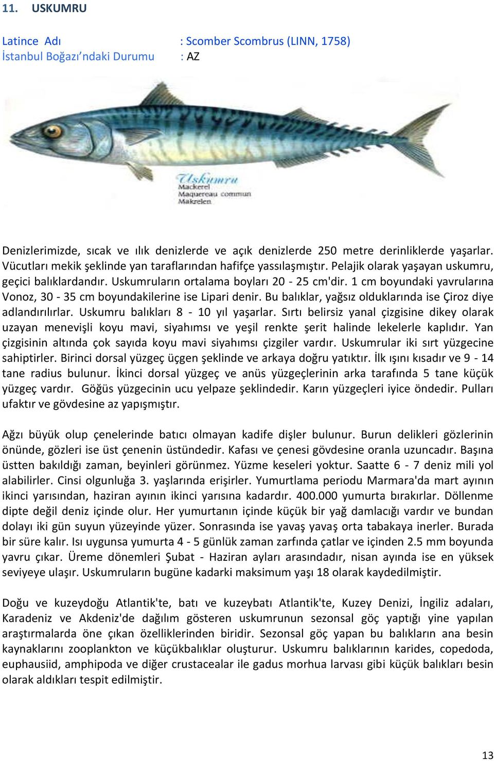 1 cm boyundaki yavrularına Vonoz, 30-35 cm boyundakilerine ise Lipari denir. Bu balıklar, yağsız olduklarında ise Çiroz diye adlandırılırlar. Uskumru balıkları 8-10 yıl yaşarlar.