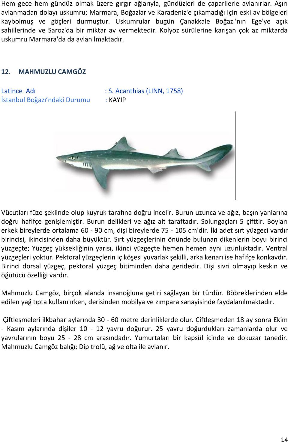 Uskumrular bugün Çanakkale Boğazı'nın Ege'ye açık sahillerinde ve Saroz'da bir miktar av vermektedir. Kolyoz sürülerine karışan çok az miktarda uskumru Marmara'da da avlanılmaktadır. 12.