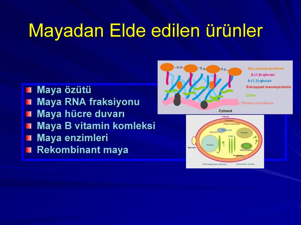 hücre duvarı Maya B vitamin