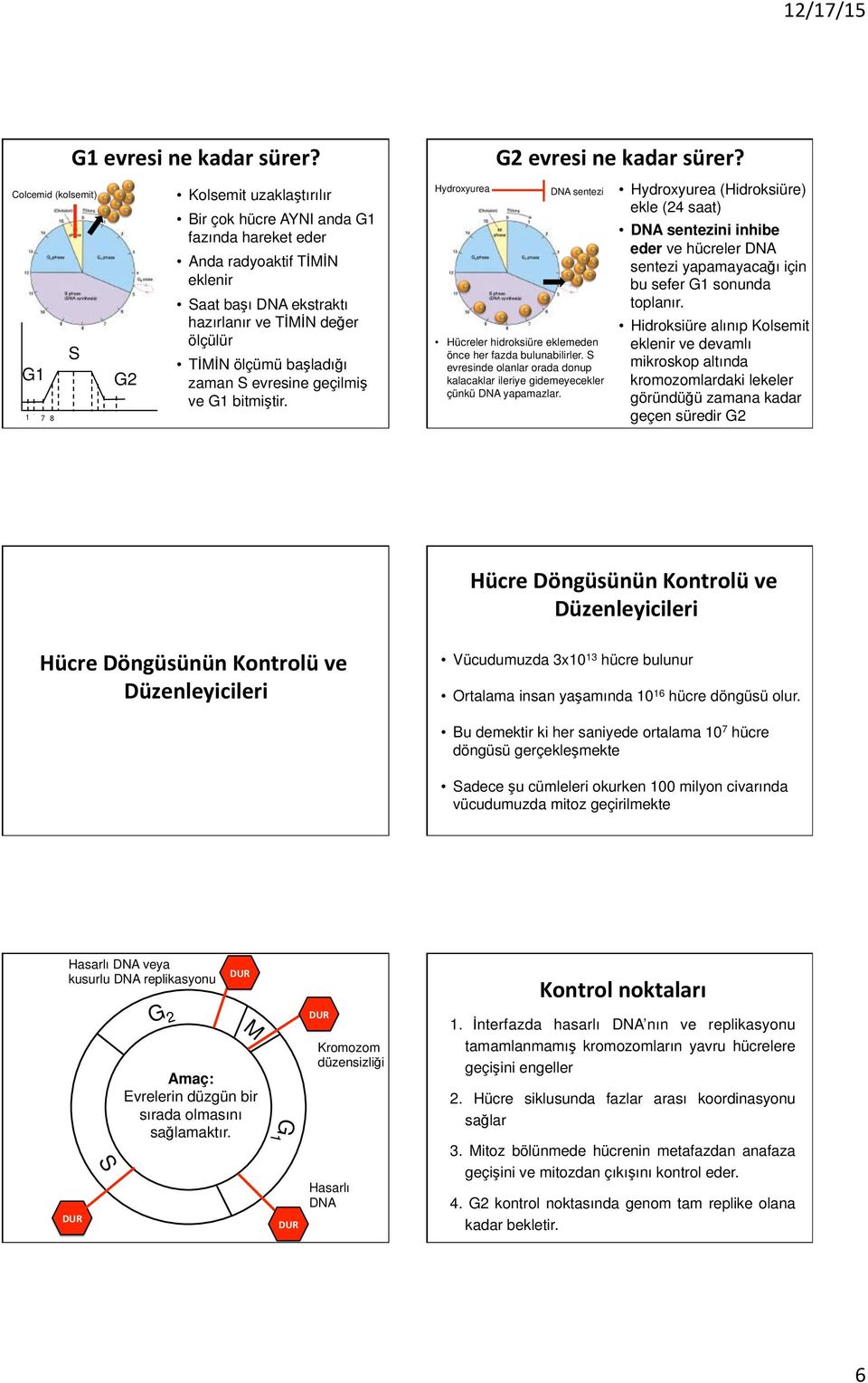 geçilmiş ve bitmiştir. Hydroxyurea G2 evresi ne kadar sürer? DNA sentezi Hücreler hidroksiüre eklemeden önce her fazda bulunabilirler.