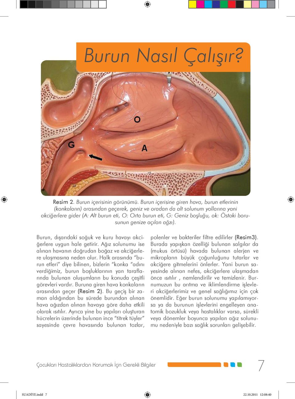 Östaki borusunun genize açılan ağzı). Burun, dışarıdaki soğuk ve kuru havayı akciğerlere uygun hale getirir. Ağız solunumu ise alınan havanın doğrudan boğaz ve akciğerlere ulaşmasına neden olur.