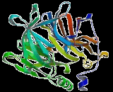 Glikoprotein yapıda, kalsiyum bağımlı bir ester hidrolaz olan paraoksonaz (PON), hem arilesteraz (E.C. 3.1.1.2) hem de paraoksonaz (E.C.3.1.8.1) aktivitesine sahip bir enzimdir.