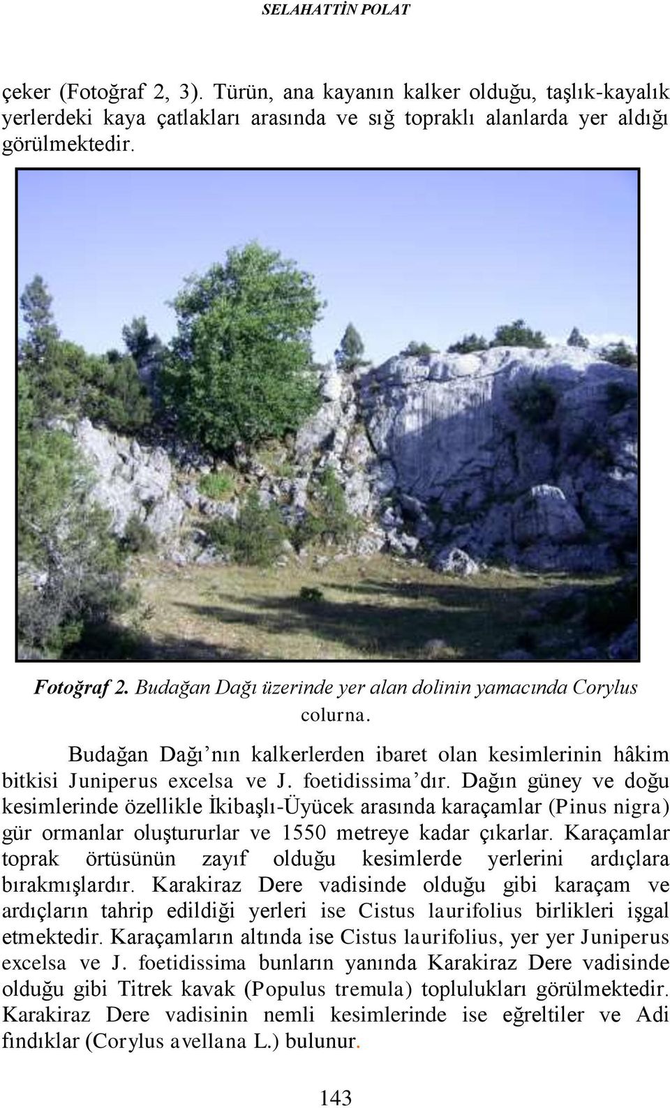 Dağın güney ve doğu kesimlerinde özellikle İkibaşlı-Üyücek arasında karaçamlar (Pinus nigra) gür ormanlar oluştururlar ve 1550 metreye kadar çıkarlar.