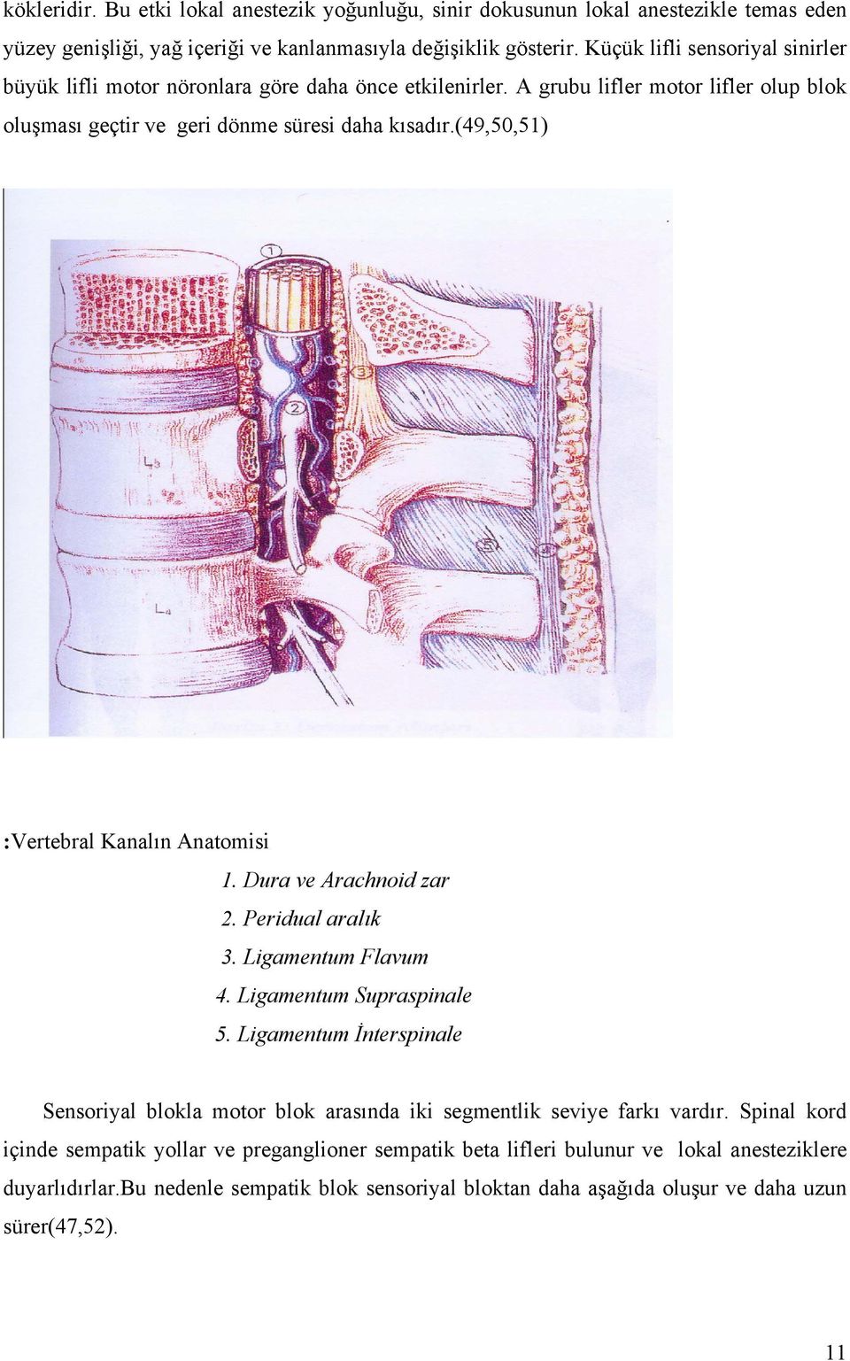 (49,50,51) :Vertebral Kanalın Anatomisi 1. Dura ve Arachnoid zar 2. Peridual aralık 3. Ligamentum Flavum 4. Ligamentum Supraspinale 5.