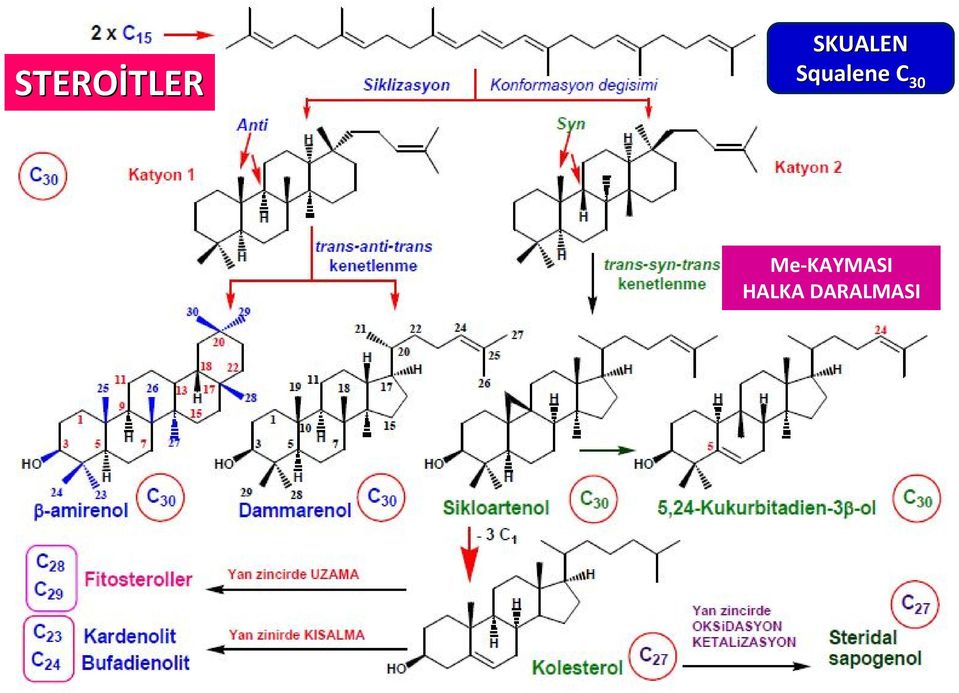 Squalene C 30