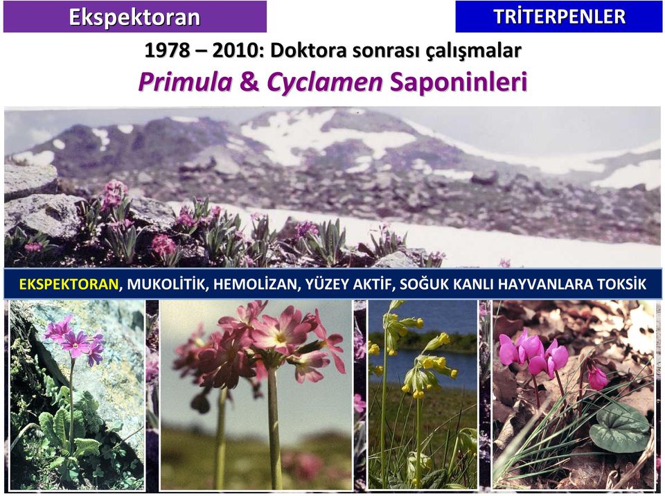 TRİTERPENLER TERPENLER EKSPEKTRAN,