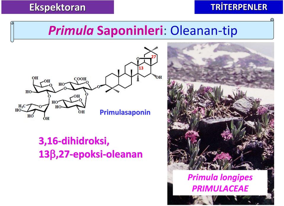 Primulasaponin 3,16-dihidroksi,