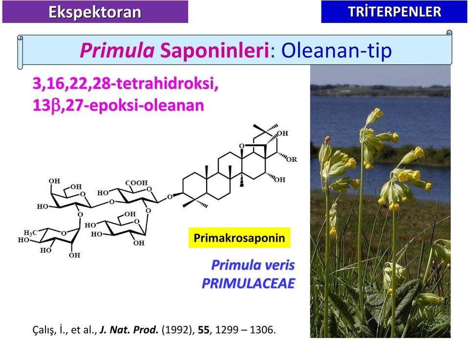 13,27,27-epoksi-oleananoleanan Primakrosaponin Primula