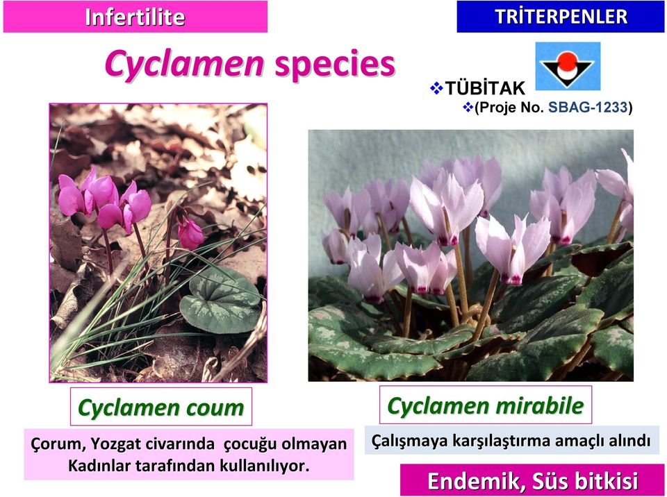 SBAG-1233) Cyclamen coum Çorum, Yozgat civarında çocuğu u