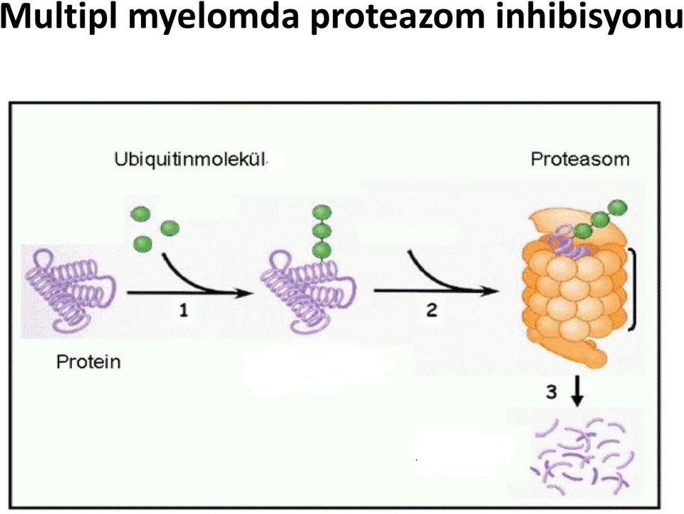 proteazom