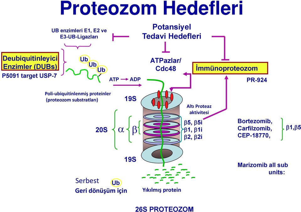 proteinler (proteozom substratları) 20S 19S α β 20S Altı Proteaz aktivitesi β5, β5i β1, β1i β2, β2i Bortezomib,