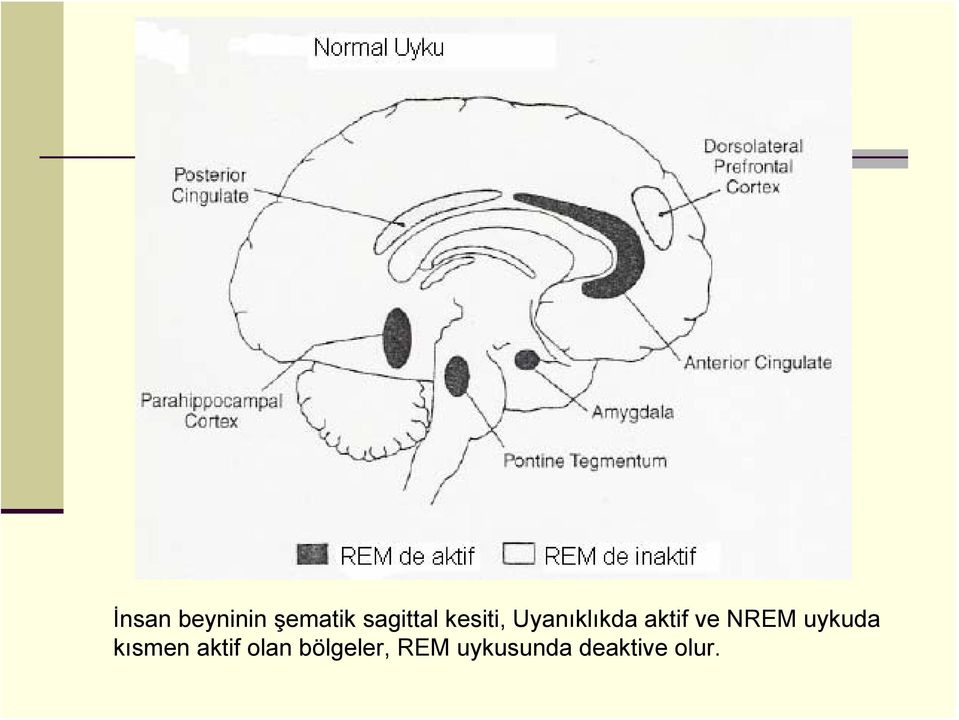 NREM uykuda kısmen aktif olan