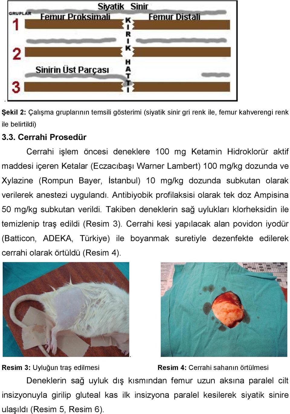 dozunda subkutan olarak verilerek anestezi uygulandı. Antibiyobik profilaksisi olarak tek doz Ampisina 50 mg/kg subkutan verildi.