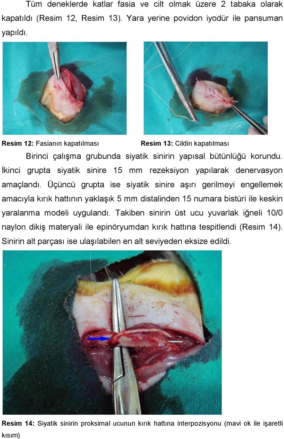 İkinci grupta siyatik sinire 15 mm rezeksiyon yapılarak denervasyon amaçlandı.