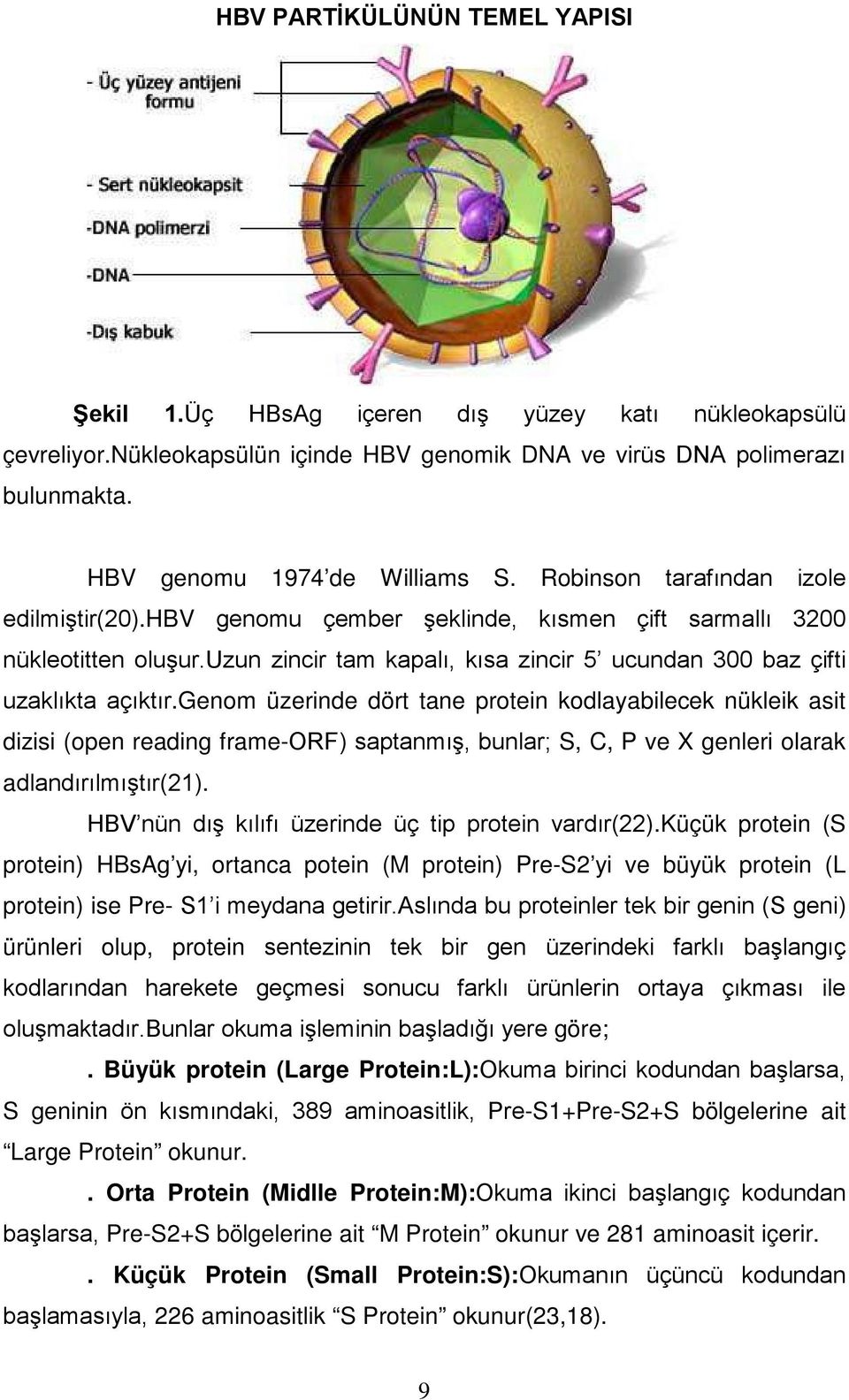 genom üzerinde dört tane protein kodlayabilecek nükleik asit dizisi (open reading frame-orf) saptanmış, bunlar; S, C, P ve X genleri olarak adlandırılmıştır(21).