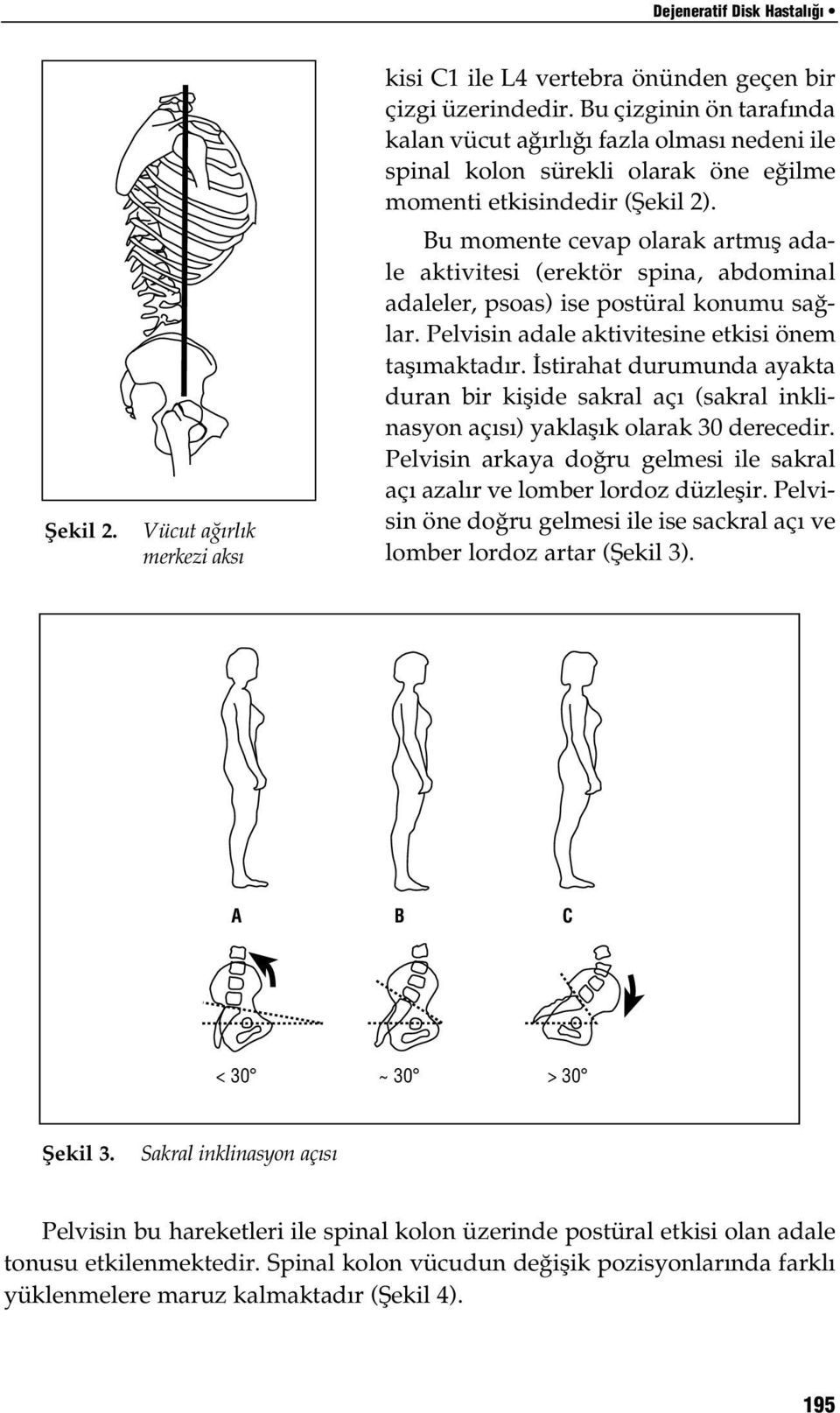 Bu momente cevap olarak artmış adale aktivitesi (erektör spina, abdominal adaleler, psoas) ise postüral konumu sağlar. Pelvisin adale aktivitesine etkisi önem taşımaktadır.