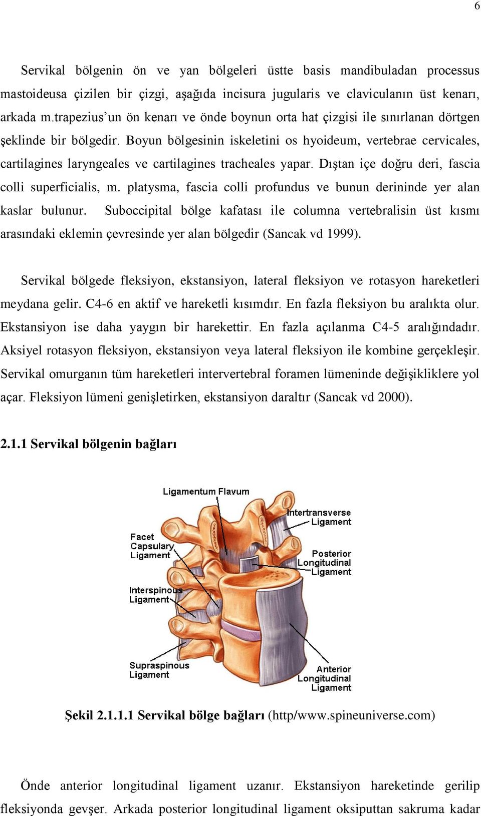 Boyun bölgesinin iskeletini os hyoideum, vertebrae cervicales, cartilagines laryngeales ve cartilagines tracheales yapar. Dıştan içe doğru deri, fascia colli superficialis, m.