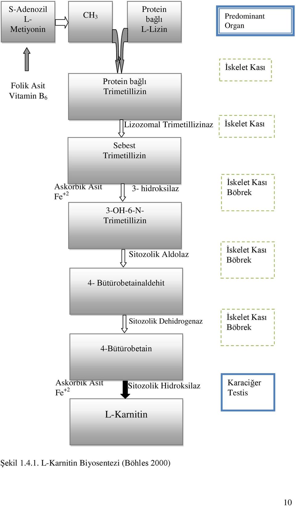 hidroksilaz İskelet Kası Böbrek Sitozolik Aldolaz İskelet Kası Böbrek 4- Bütürobetainaldehit Sitozolik Dehidrogenaz İskelet Kası