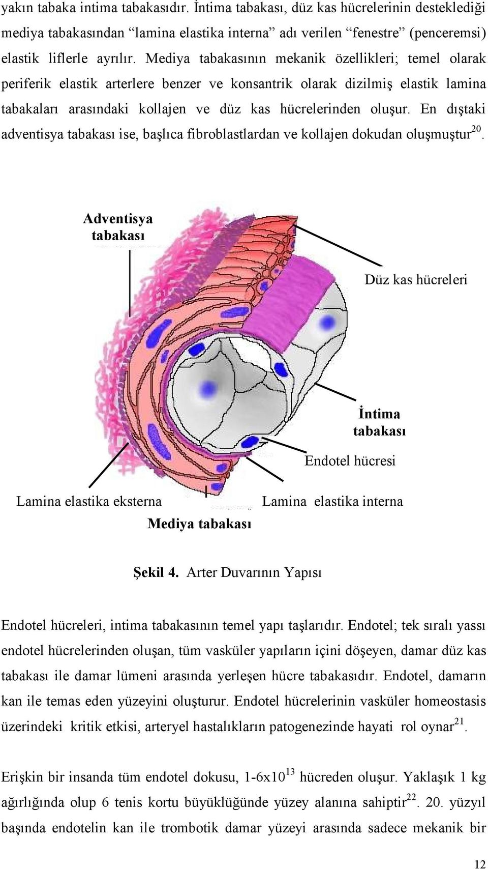 En dıştaki adventisya tabakası ise, başlıca fibroblastlardan ve kollajen dokudan oluşmuştur 20.