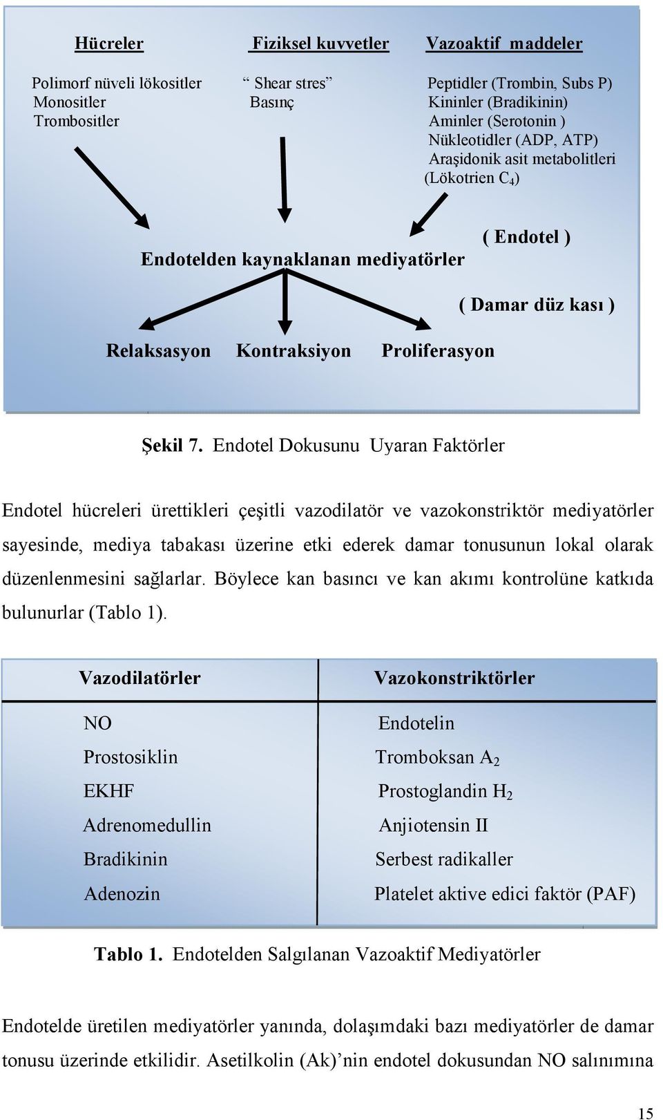 Kontraksiyon Proliferasyon 1. Çeyrek2. Çeyrek3. Çeyrek4. Çeyrek Şekil 7.