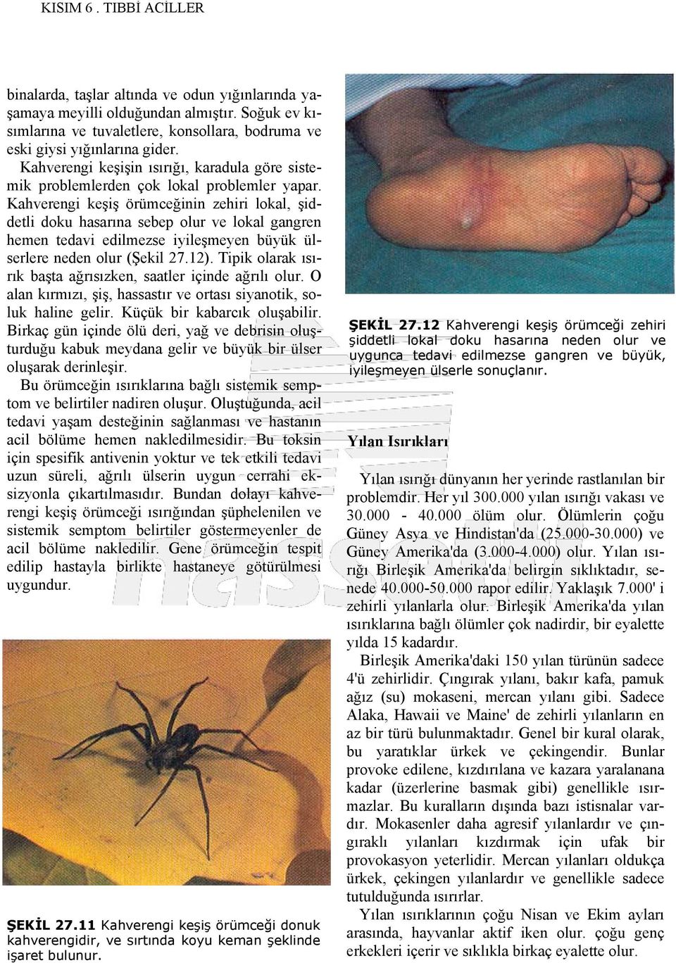 Kahverengi keşiş örümceğinin zehiri lokal, şiddetli doku hasarına sebep olur ve lokal gangren hemen tedavi edilmezse iyileşmeyen büyük ülserlere neden olur (Şekil 27.12).