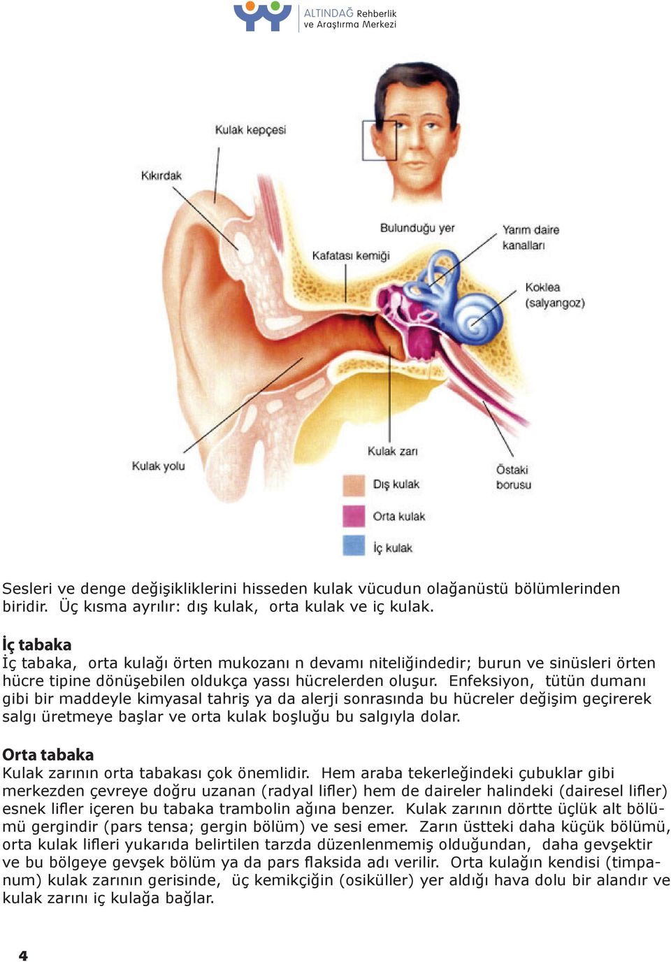 Enfeksiyon, tütün dumanı gibi bir maddeyle kimyasal tahriş ya da alerji sonrasında bu hücreler değişim geçirerek salgı üretmeye başlar ve orta kulak boşluğu bu salgıyla dolar.