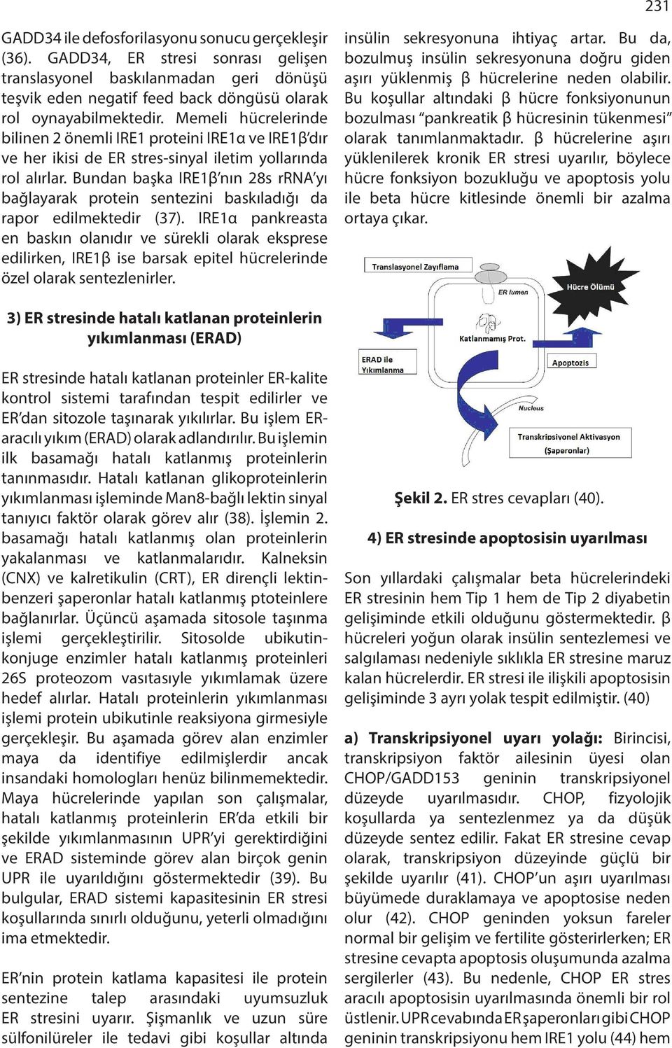 Bundan başka IRE1β nın 28s rrna yı bağlayarak protein sentezini baskıladığı da rapor edilmektedir (37).