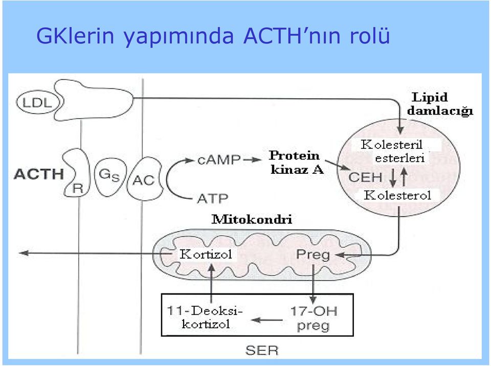 ACTH nın