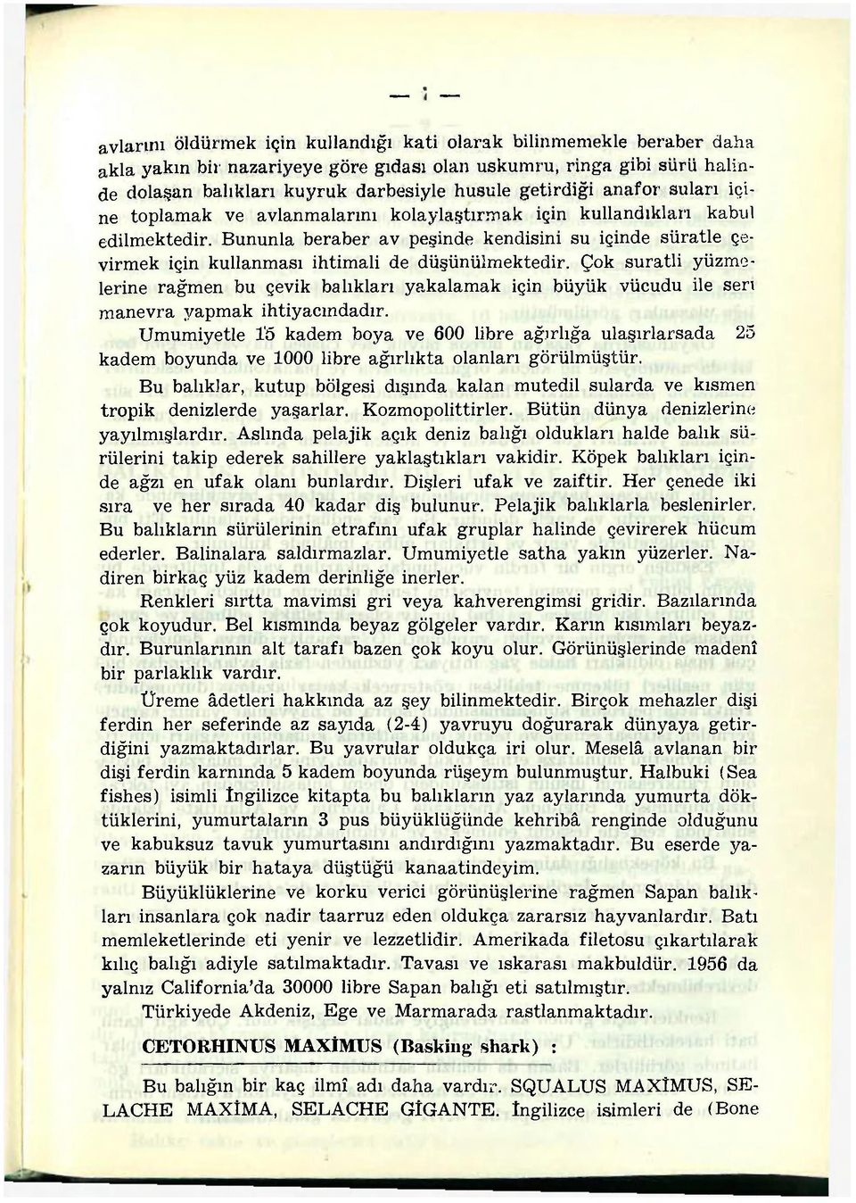 Bununla beraber av peşinde kendisini su içinde süratle çevirmek için kullanması ihtimali de düşünülmektedir.