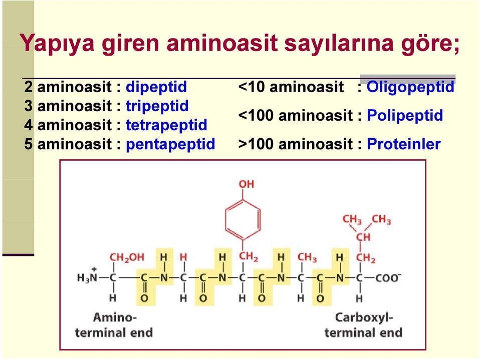 tripeptid 4 aminoasit : tetrapeptid <100 aminoasit :