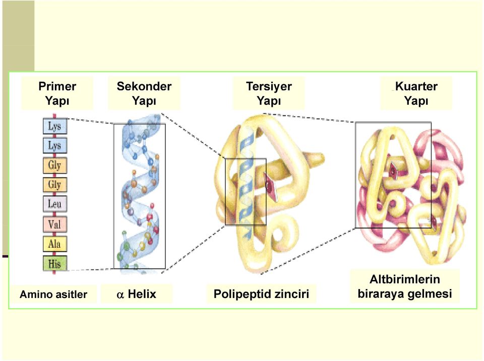 Amino asitler α Helix