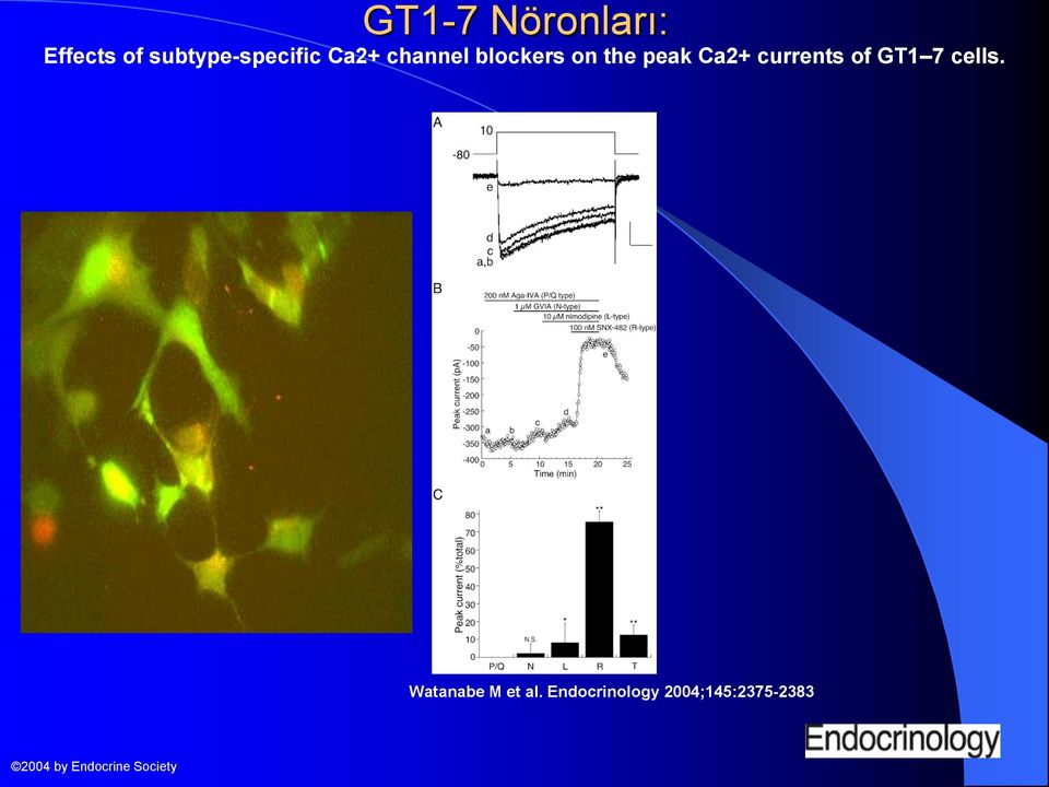 currents of GT1 7 cells. Watanabe M et al.