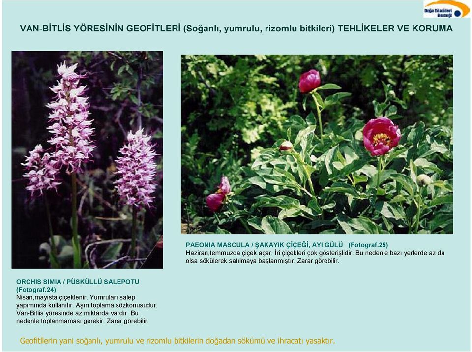 Zarar görebilir. ORCHIS SIMIA / PÜSKÜLLÜ SALEPOTU (Fotograf.24) Nisan,maysta çiçeklenir.