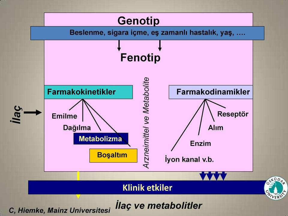 Fenotip Farmakokinetikler Farmakodinamikler Emilme Dağılma