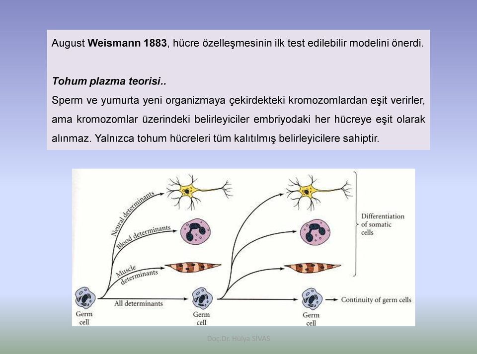 . Sperm ve yumurta yeni organizmaya çekirdekteki kromozomlardan eşit verirler, ama