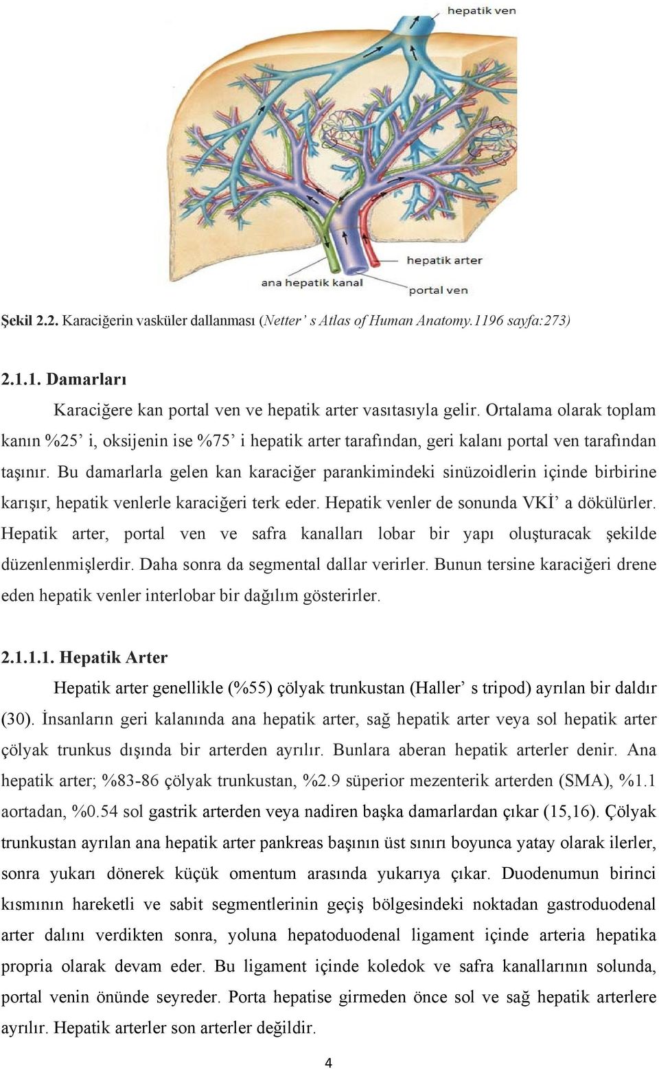 Bu damarlarla gelen kan karaciğer parankimindeki sinüzoidlerin içinde birbirine karışır, hepatik venlerle karaciğeri terk eder. Hepatik venler de sonunda VKİ a dökülürler.