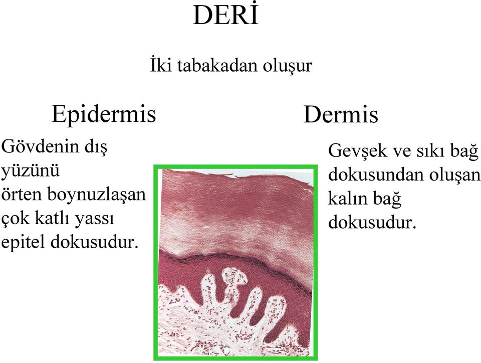 katlı yassı epitel dokusudur.