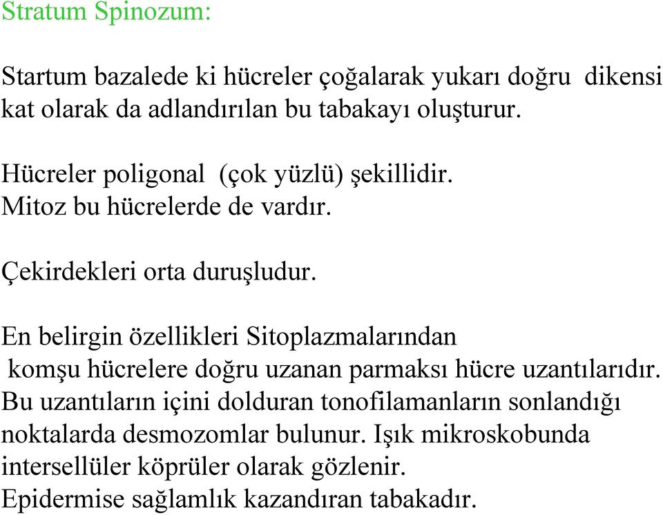 En belirgin özellikleri Sitoplazmalarından komşu hücrelere doğru uzanan parmaksı hücre uzantılarıdır.