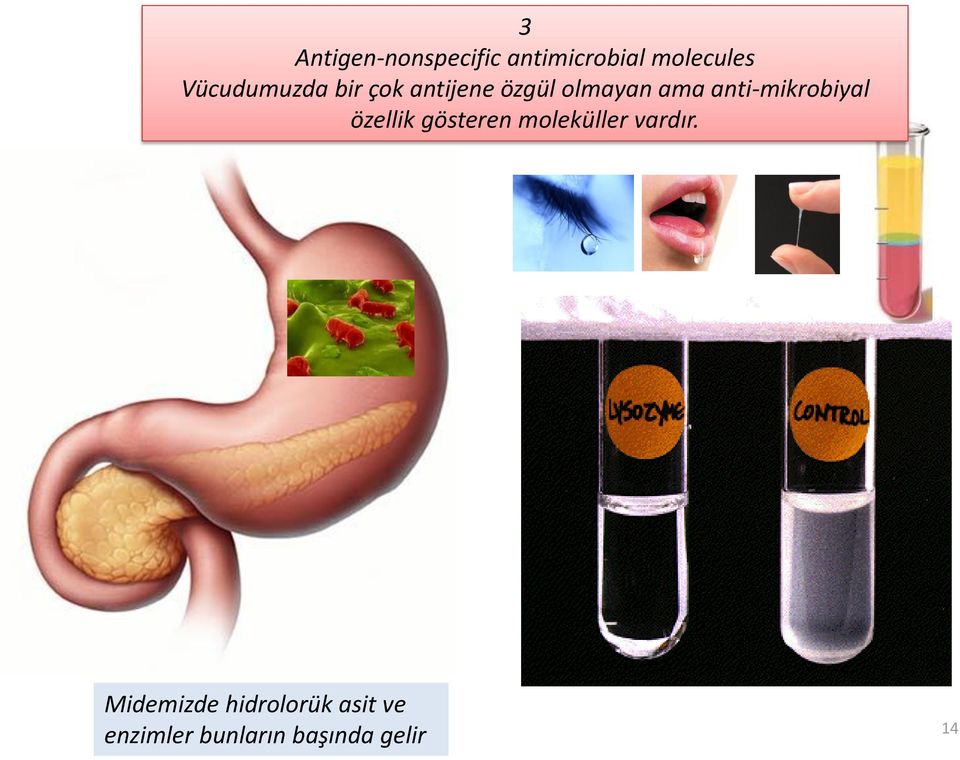 anti-mikrobiyal özellik gösteren moleküller vardır.