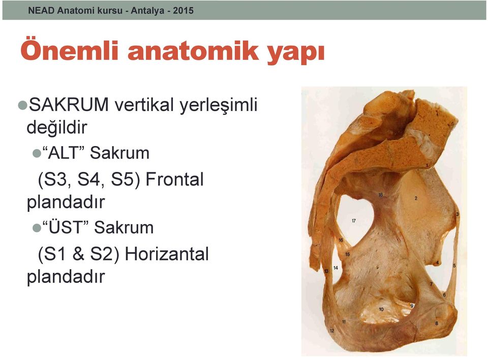 Sakrum (S3, S4, S5) Frontal