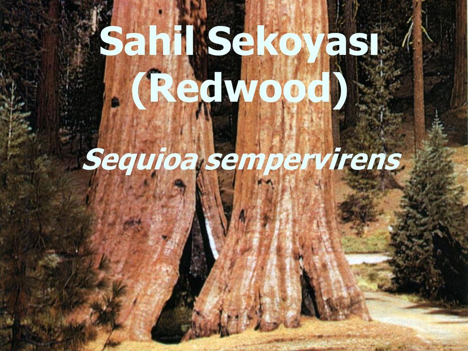 (Redwood)