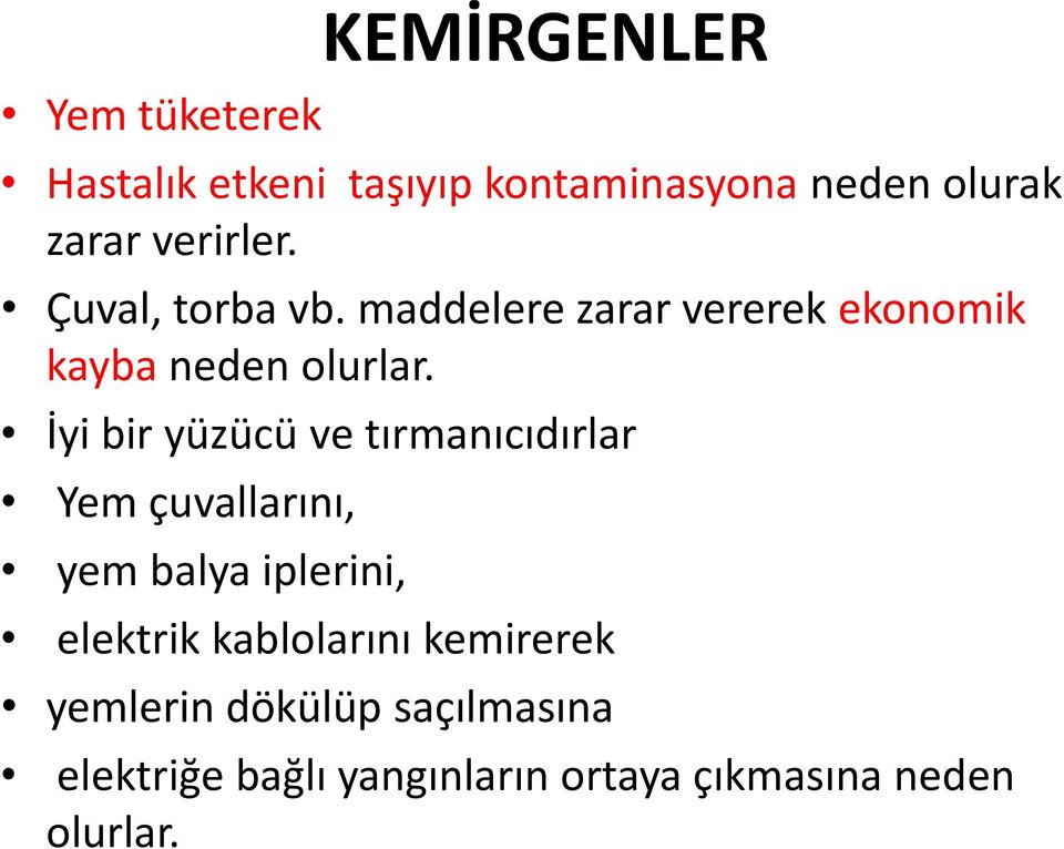 İyi bir yüzücü ve tırmanıcıdırlar Yem çuvallarını, yem balya iplerini, elektrik