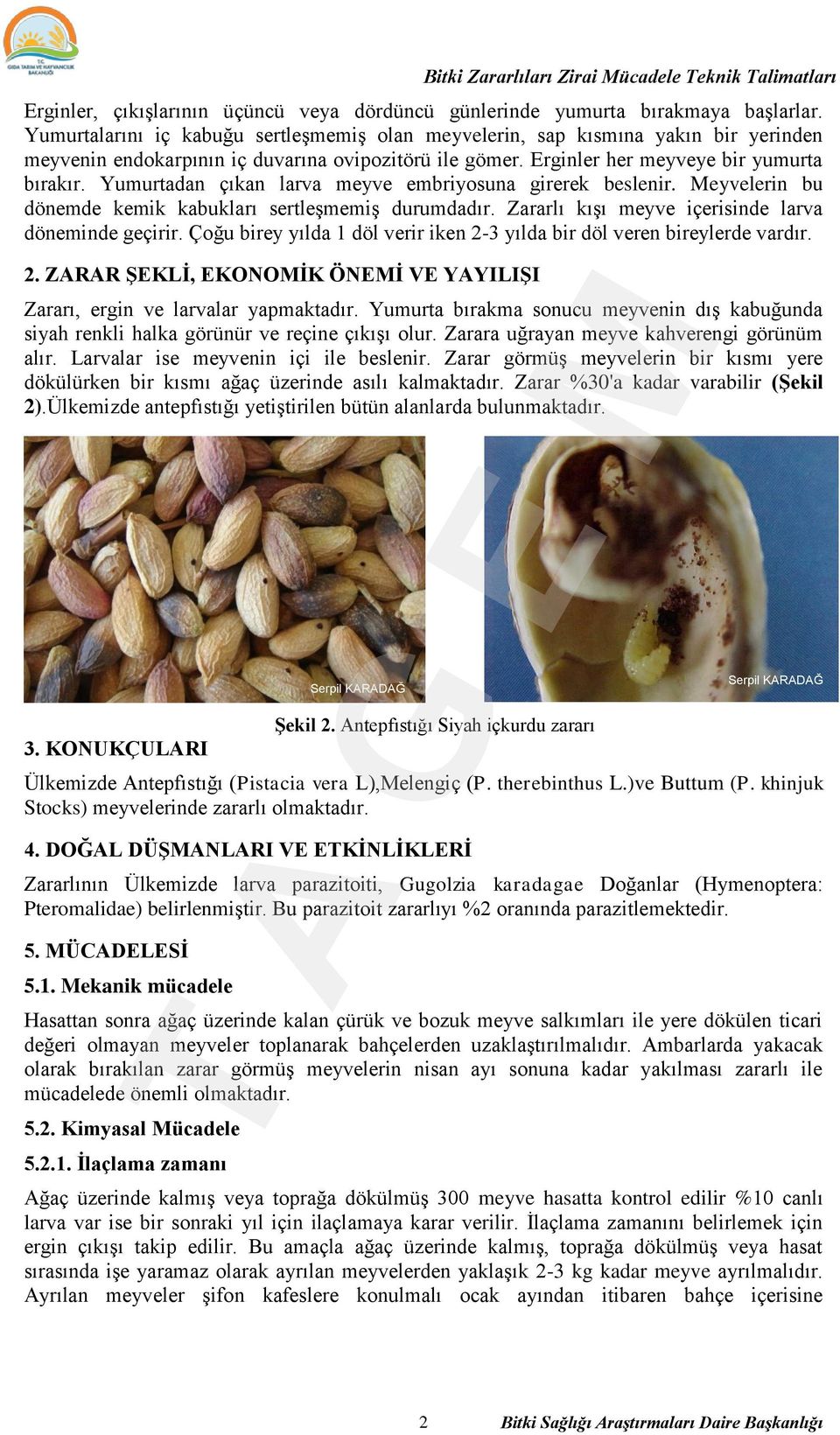 Yumurtadan çıkan larva meyve embriyosuna girerek beslenir. Meyvelerin bu dönemde kemik kabukları sertleşmemiş durumdadır. Zararlı kışı meyve içerisinde larva döneminde geçirir.