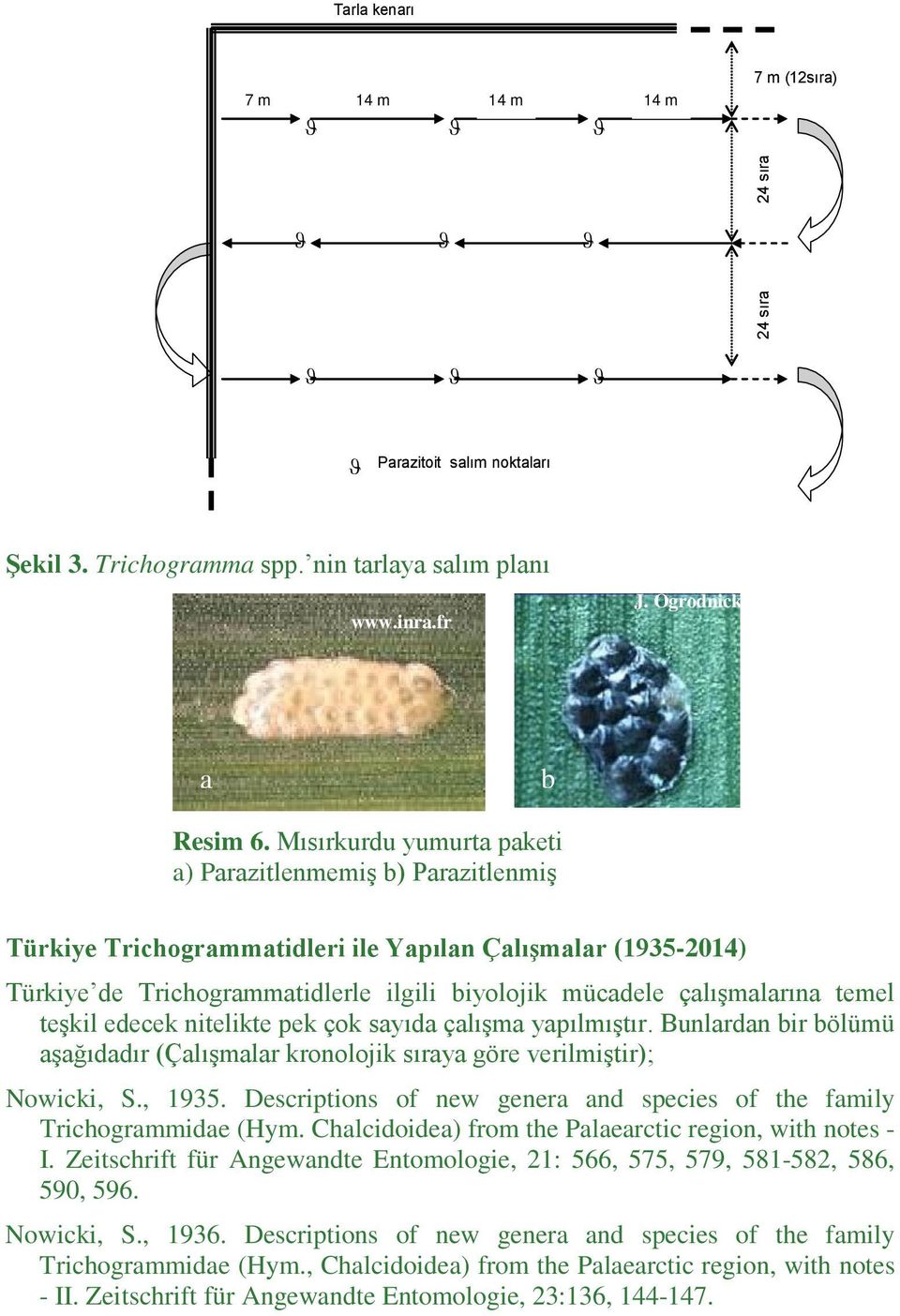 temel teşkil edecek nitelikte pek çok sayıda çalışma yapılmıştır. Bunlardan bir bölümü aşağıdadır (Çalışmalar kronolojik sıraya göre verilmiştir); Nowicki, S., 1935.