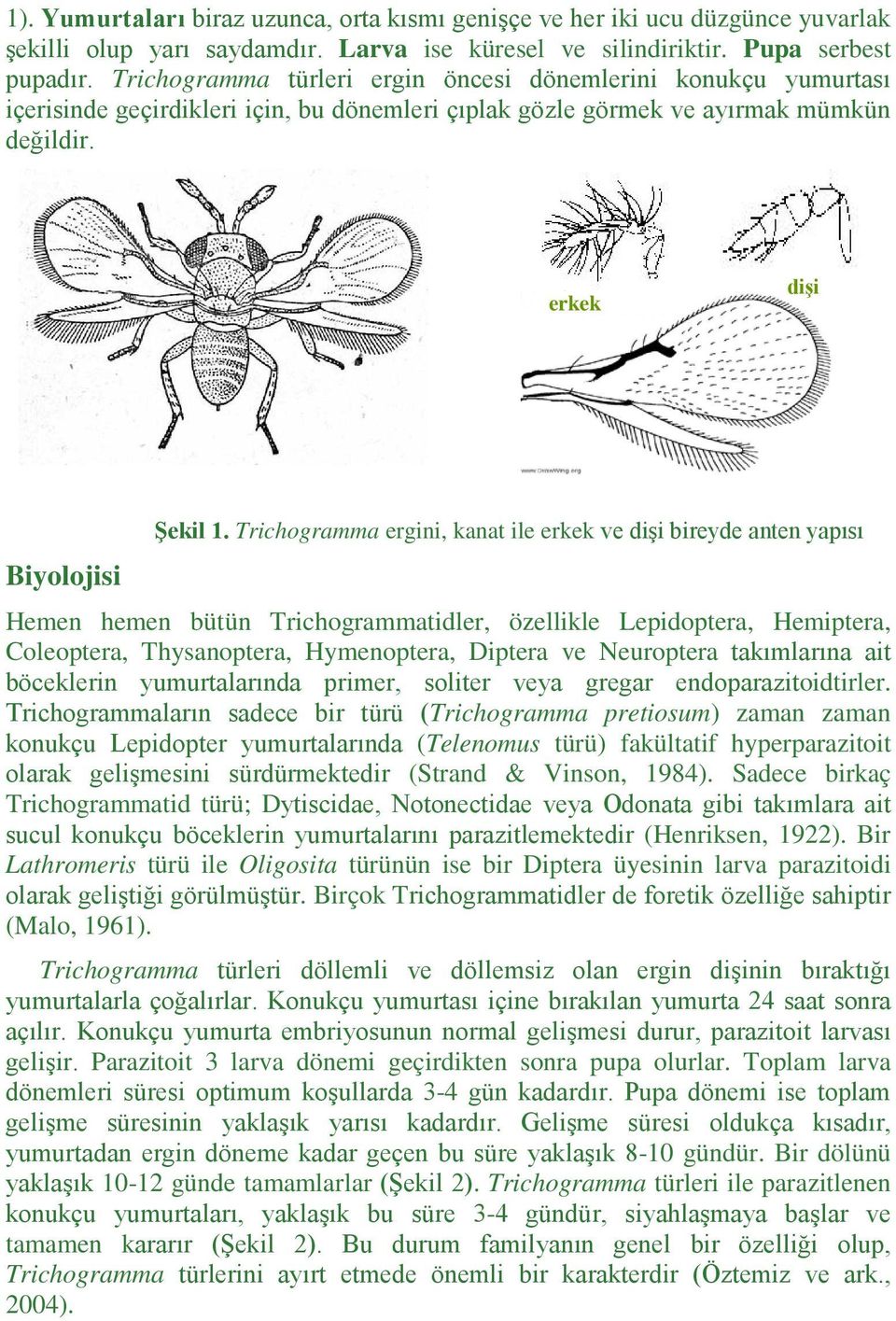 Trichogramma ergini, kanat ile erkek ve dişi bireyde anten yapısı Hemen hemen bütün Trichogrammatidler, özellikle Lepidoptera, Hemiptera, Coleoptera, Thysanoptera, Hymenoptera, Diptera ve Neuroptera