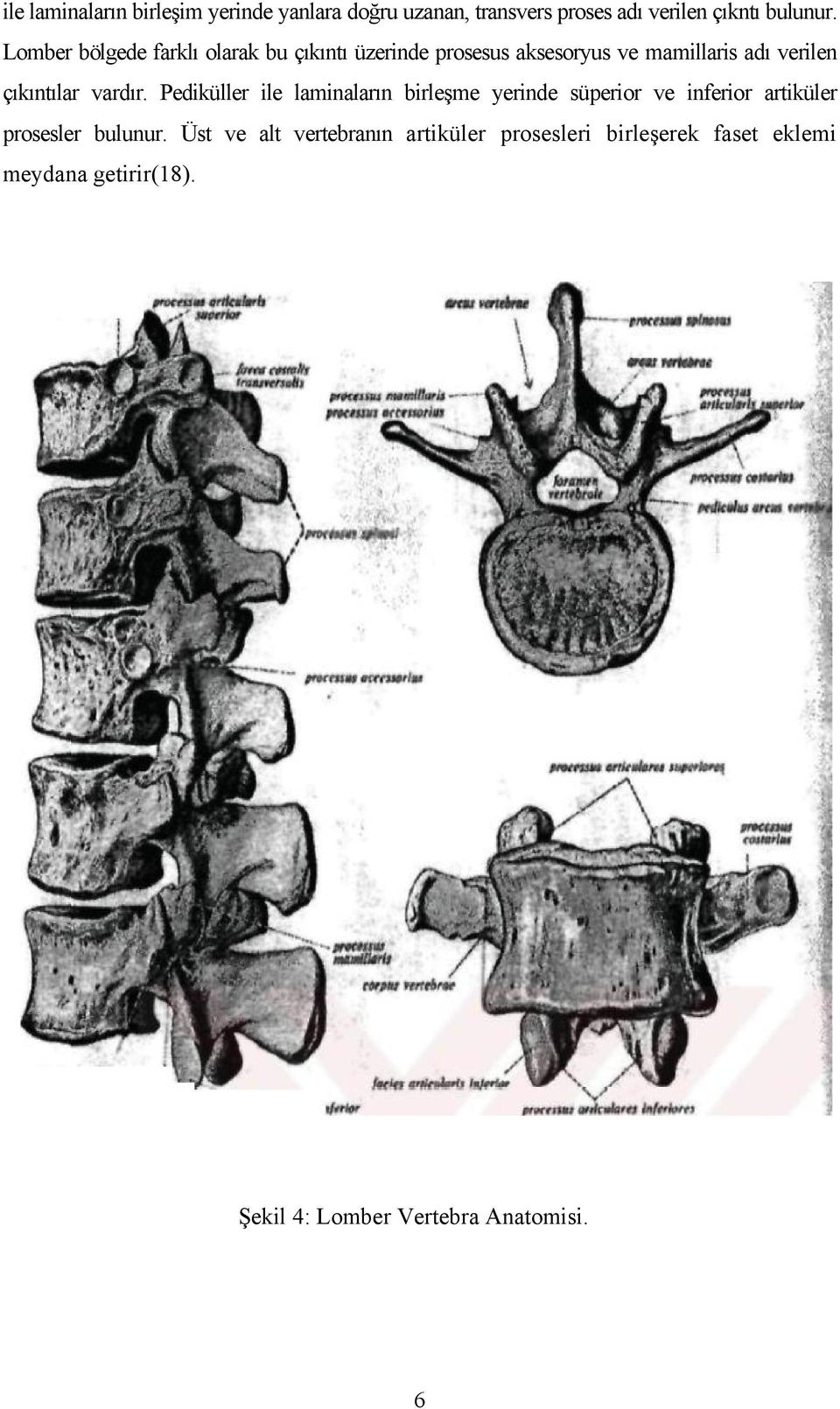 vardır. Pediküller ile laminaların birleşme yerinde süperior ve inferior artiküler prosesler bulunur.