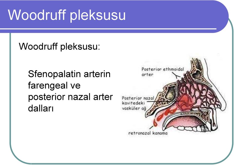 farengeal ve posterior