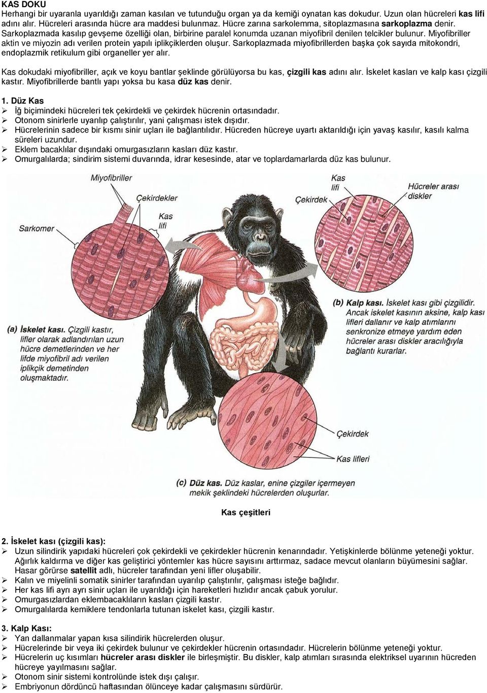 Miyofibriller aktin ve miyozin adı verilen protein yapılı iplikçiklerden oluşur. Sarkoplazmada miyofibrillerden başka çok sayıda mitokondri, endoplazmik retikulum gibi organeller yer alır.